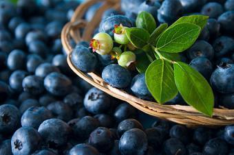 Blueberry Nutrition Facts, Health Benefits of Blueberries