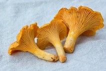 Calories in Chanterelle Mushrooms