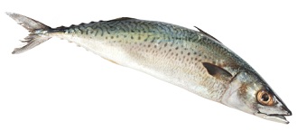 Pacific Mackerel Calories