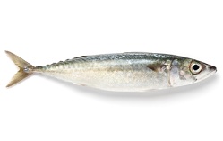 Spanish Mackerel Calories