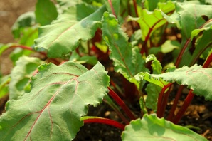 Beet Greens Nutrition