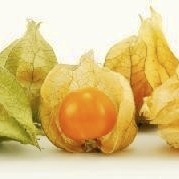 Physalis Calories