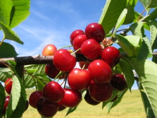 Cherry Nutrition Facts, Health Benefits of Cherries