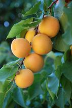 Apricot Nutrition Facts, Apricots Nutritional Information, Nutritional Value of Apricot, Health Benefits of Apricots