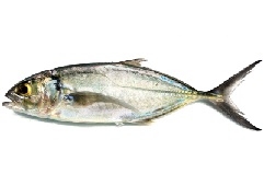 King Mackerel Calories