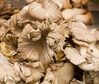 Calories in Maitake Mushrooms, Nutrition and Benefits