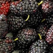 Calories in Mulberries