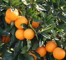 Orange Nutrition Facts, Orange Benefits
