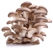 Calories in Oyster Mushrooms, Nutrition and Benefits