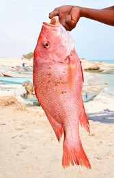 Calories in Snapper Fish, Snapper Nutrition Facts