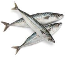 Atlantic Mackerel