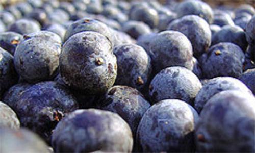 Acai Weight Loss