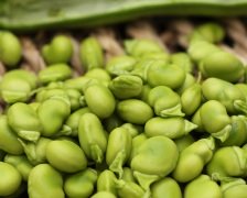 Calories in Broad Beans