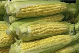 Calories in corn on the cob