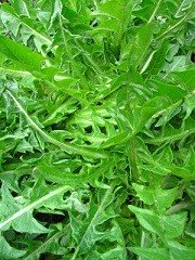 Calories in Dandelion Greens, Dandelion Greens Calories per Serving