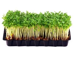 Garden Cress Calories