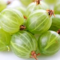 Calories in Gooseberries