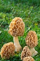 Calories in Morel Mushrooms