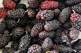 Mulberry Nutrition Facts