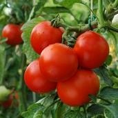 Calories in Tomatoes