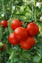 Tomato Nutrition Facts