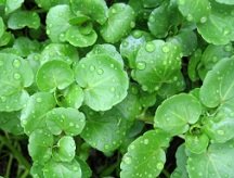 Watercress Calories